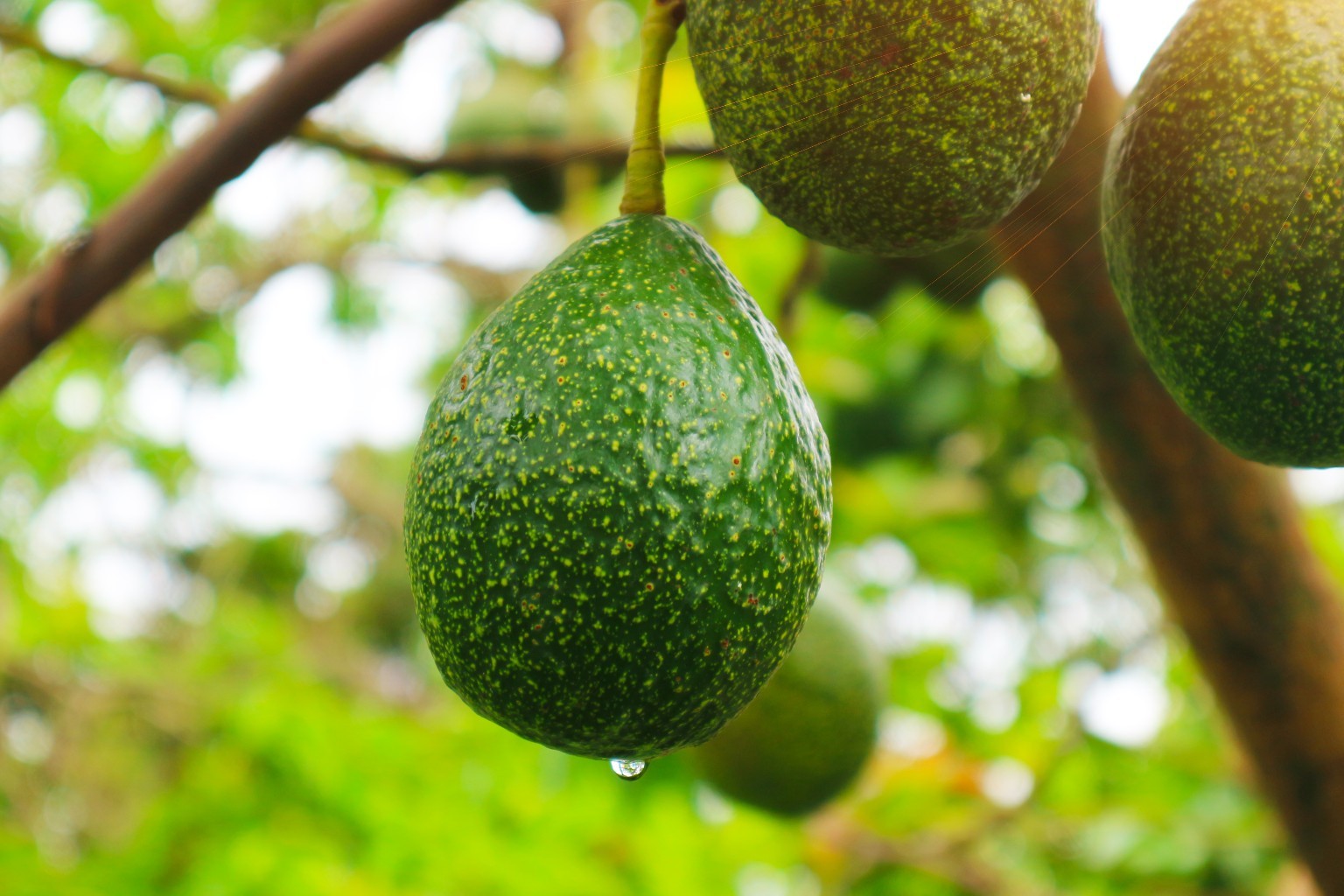 Premium Moroccan Avocado from Afripick