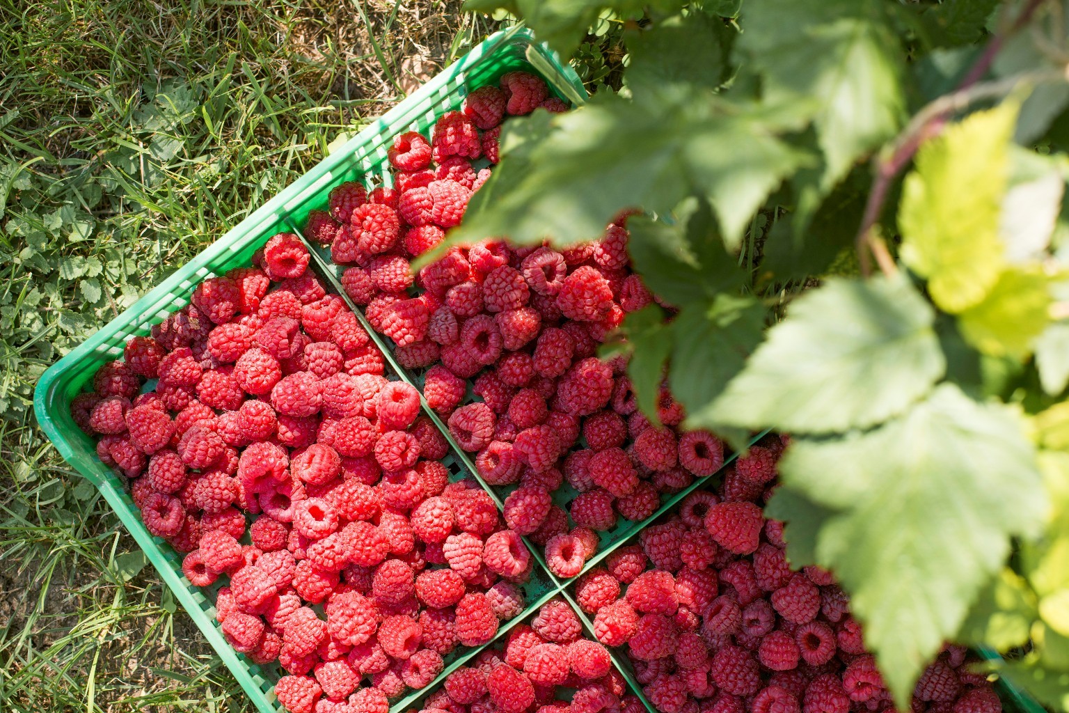 Premium Moroccan Raspberries from Afripick