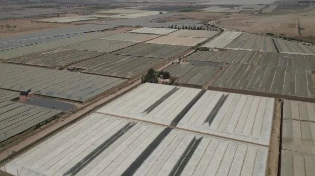 Moroccan berries, global impact