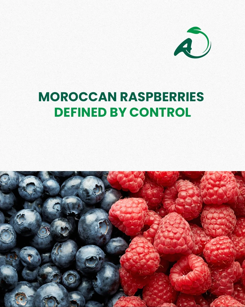 Your partner for premium Moroccan berries