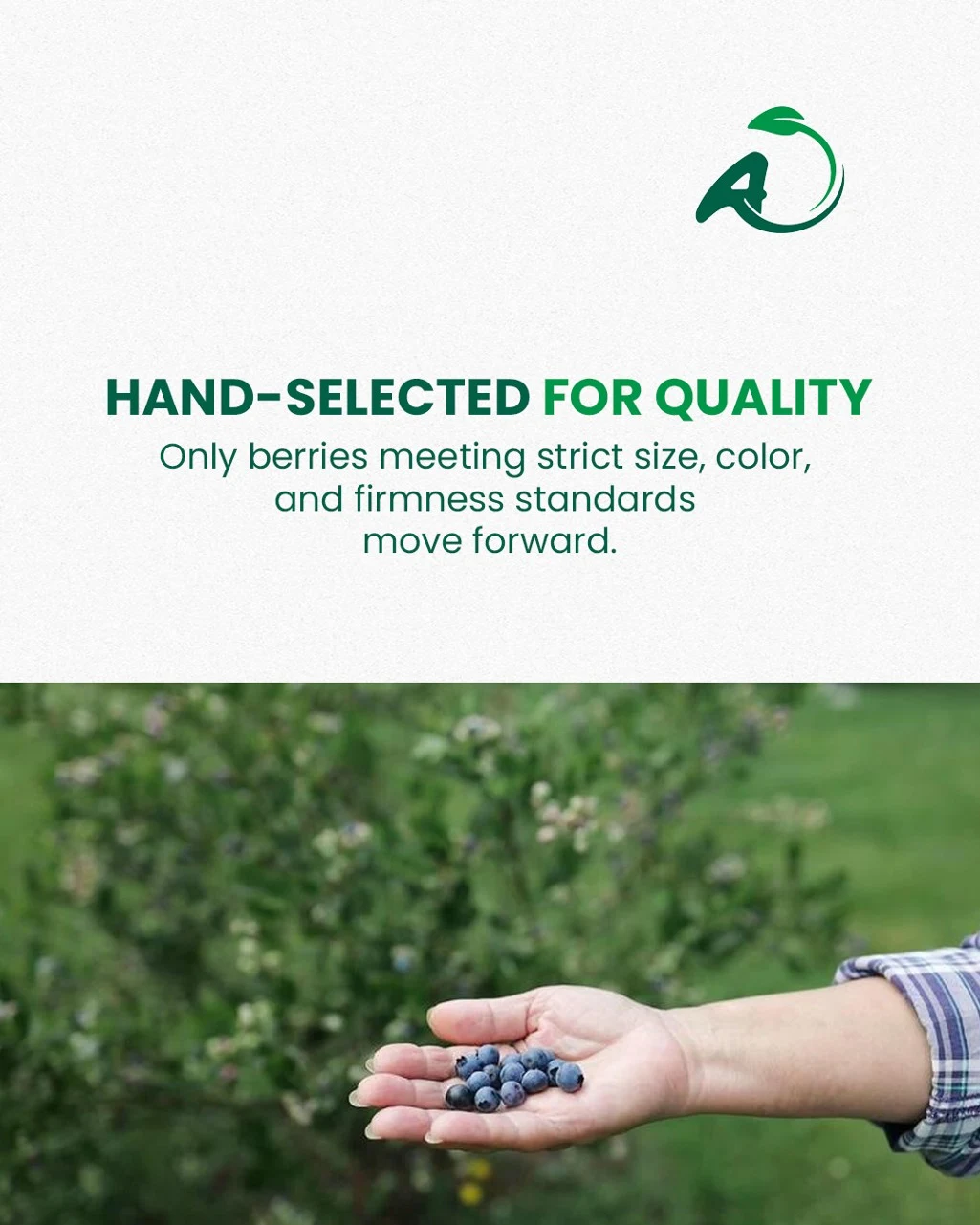 Your partner for premium Moroccan berries — photo 2