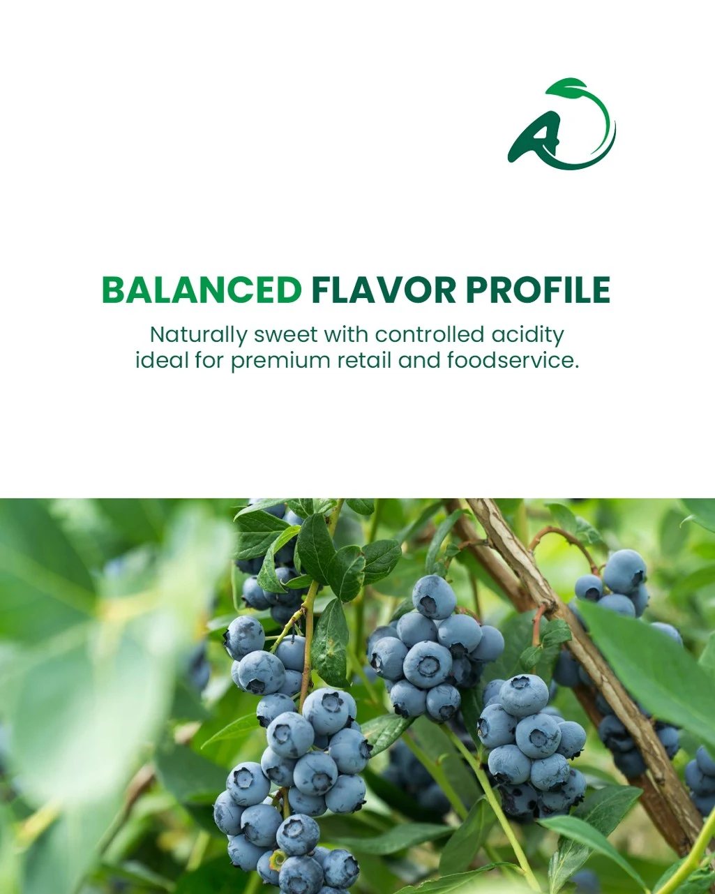 Your partner for premium Moroccan berries — photo 3