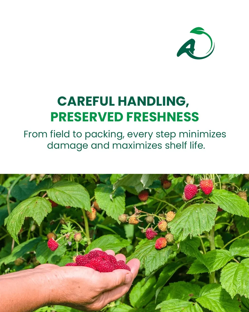 Your partner for premium Moroccan berries — photo 4