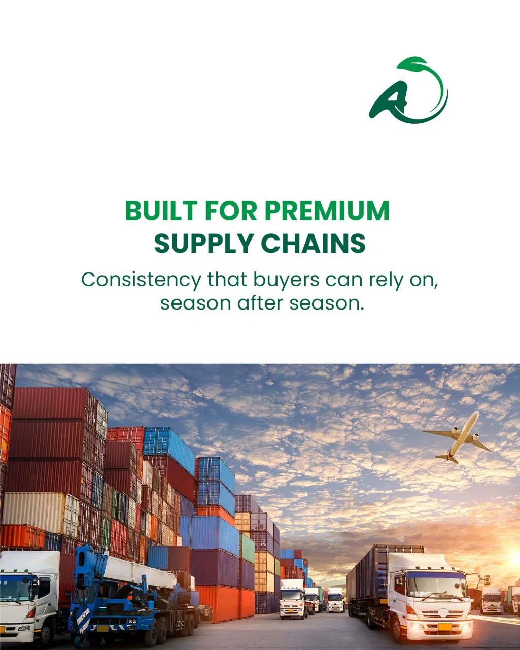 Your partner for premium Moroccan berries — photo 5