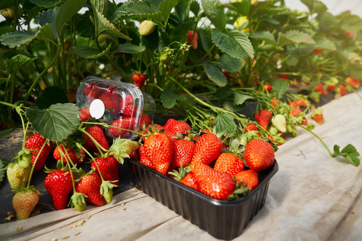 Premium Moroccan Strawberries from Afripick