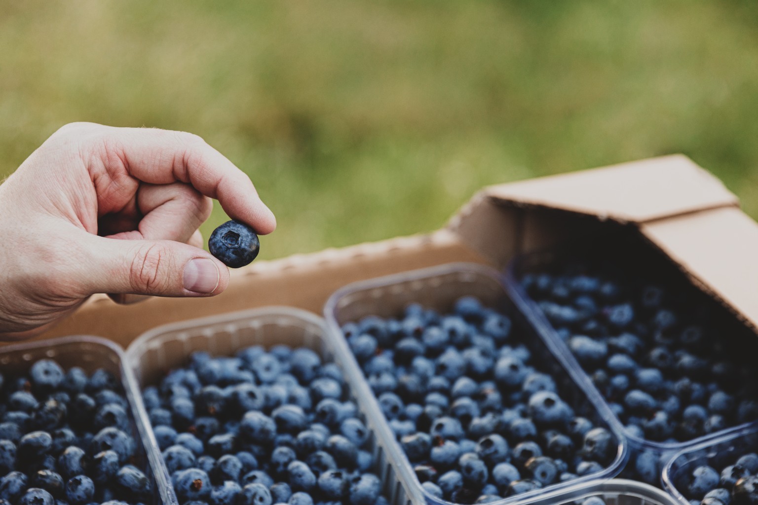 close-up-fingers-holding-single-blueberry-background-with-blueberry-boxes-shipping-Photoroom